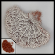 Coquillage1 <br>(CHF 20.-)